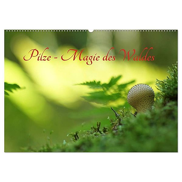 Pilze - Magie des Waldes (Wandkalender 2025 DIN A2 quer), CALVENDO Monatskalender, Calvendo, Lutz Klapp