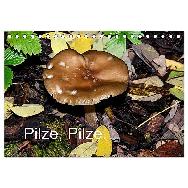 Pilze, Pilze (Tischkalender 2024 DIN A5 quer), CALVENDO Monatskalender, Richard Oechsner