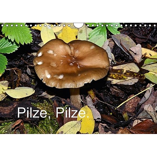 Pilze, Pilze (Wandkalender 2017 DIN A4 quer), Richard Oechsner