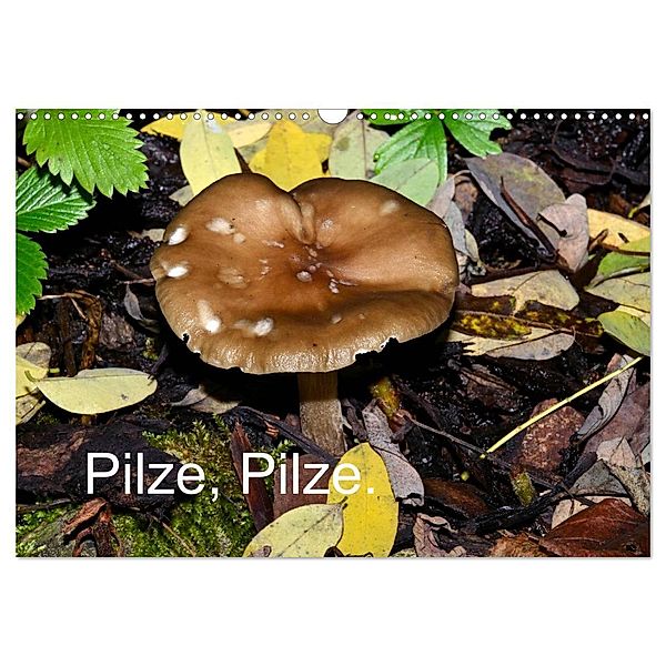 Pilze, Pilze (Wandkalender 2025 DIN A3 quer), CALVENDO Monatskalender, Calvendo, Richard Oechsner