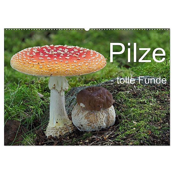 Pilze - tolle Funde (Wandkalender 2024 DIN A2 quer), CALVENDO Monatskalender, Rudolf Bindig