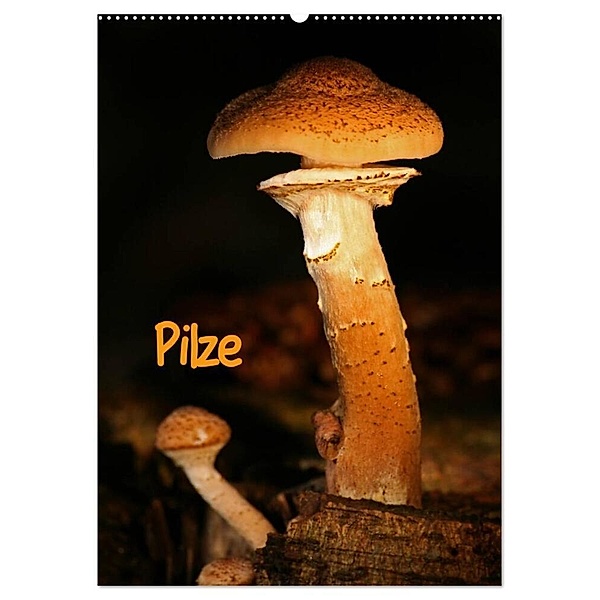 Pilze (Wandkalender 2024 DIN A2 hoch), CALVENDO Monatskalender, Martina Berg