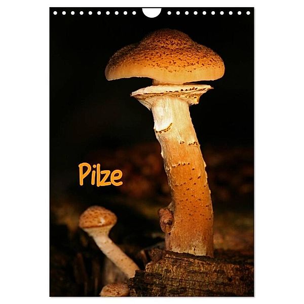 Pilze (Wandkalender 2024 DIN A4 hoch), CALVENDO Monatskalender, Martina Berg