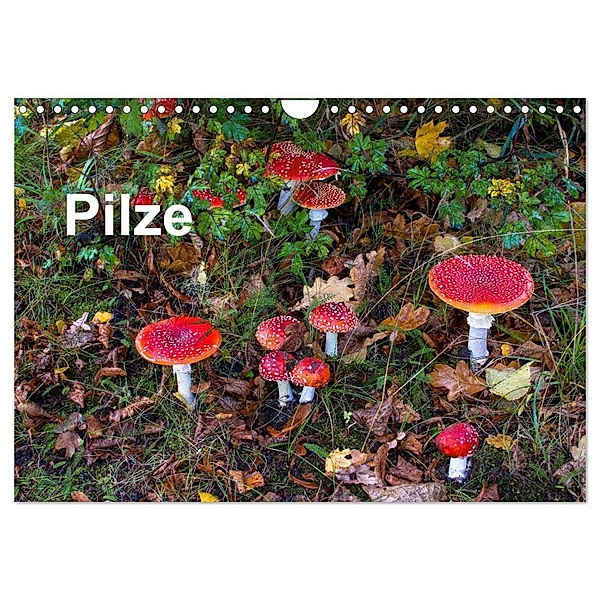 Pilze (Wandkalender 2024 DIN A4 quer), CALVENDO Monatskalender, McPHOTO