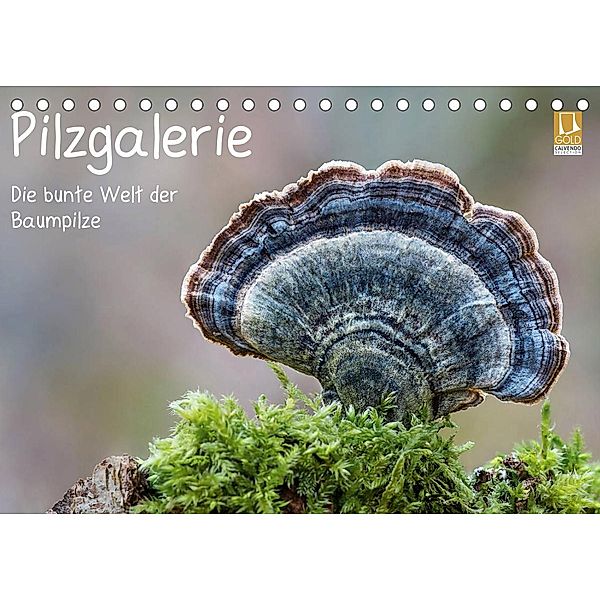 Pilzgalerie - Die bunte Welt der Baumpilze (Tischkalender 2023 DIN A5 quer), Beate Wurster
