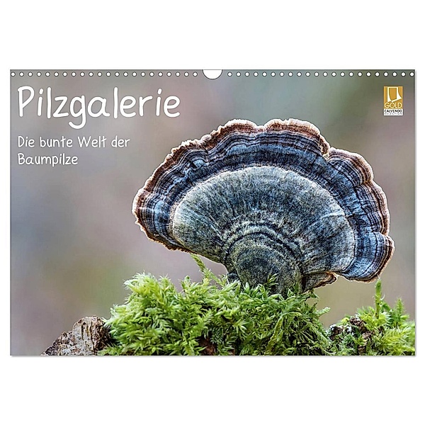 Pilzgalerie - Die bunte Welt der Baumpilze (Wandkalender 2024 DIN A3 quer), CALVENDO Monatskalender, Beate Wurster
