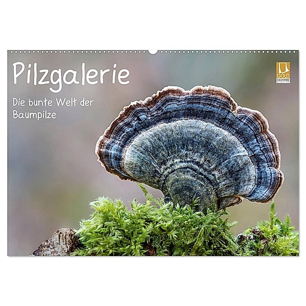 Pilzgalerie - Die bunte Welt der Baumpilze (Wandkalender 2024 DIN A2 quer), CALVENDO Monatskalender, Beate Wurster