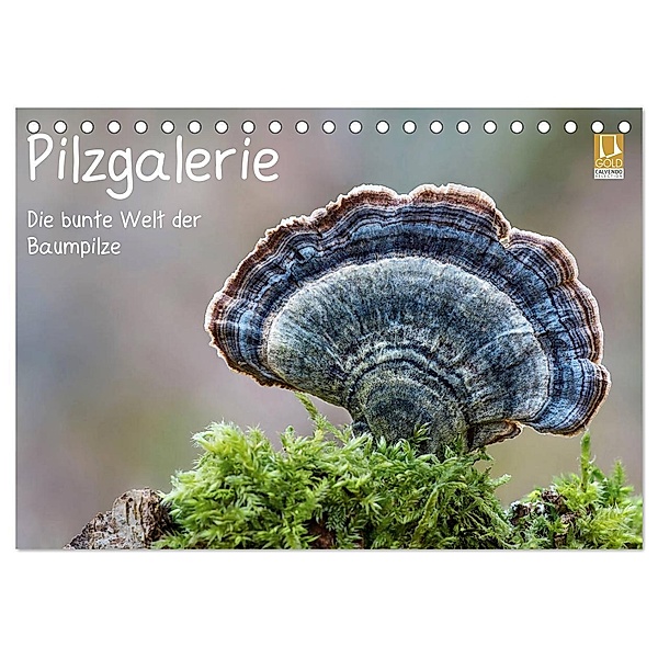Pilzgalerie - Die bunte Welt der Baumpilze (Tischkalender 2024 DIN A5 quer), CALVENDO Monatskalender, Beate Wurster