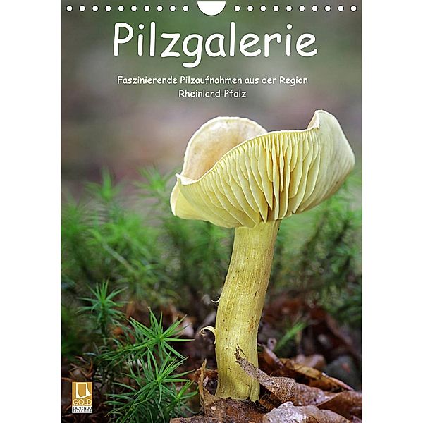 Pilzgalerie - Faszinierende Pilzaufnahmen aus der Region Rheinland-Pfalz (Wandkalender 2023 DIN A4 hoch), Beate Wurster