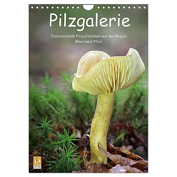 Pilzgalerie - Faszinierende Pilzaufnahmen aus der Region Rheinland-Pfalz (Wandkalender 2024 DIN A4 hoch), CALVENDO Monatskalender, Beate Wurster