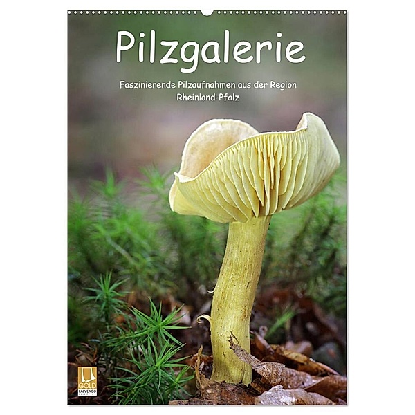 Pilzgalerie - Faszinierende Pilzaufnahmen aus der Region Rheinland-Pfalz (Wandkalender 2024 DIN A2 hoch), CALVENDO Monatskalender, Beate Wurster