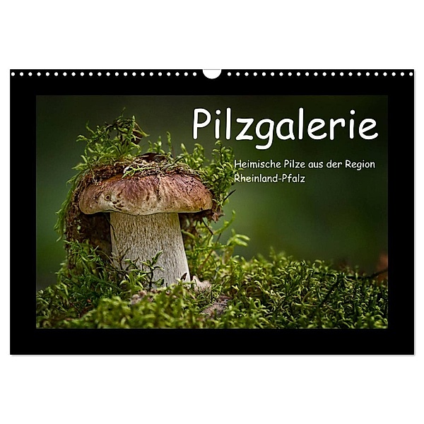 Pilzgalerie - Heimische Pilze aus der Region Rheinland-Pfalz (Wandkalender 2024 DIN A3 quer), CALVENDO Monatskalender, Beate Wurster