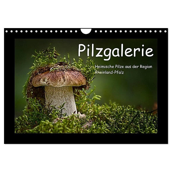 Pilzgalerie - Heimische Pilze aus der Region Rheinland-Pfalz (Wandkalender 2024 DIN A4 quer), CALVENDO Monatskalender, Beate Wurster