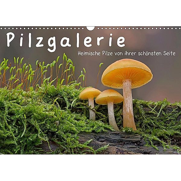 Pilzgalerie - Heimische Pilze von ihrer schönsten Seite (Wandkalender 2021 DIN A3 quer), Beate Wurster
