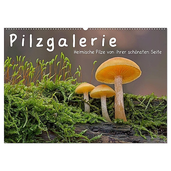 Pilzgalerie - Heimische Pilze von ihrer schönsten Seite (Wandkalender 2024 DIN A2 quer), CALVENDO Monatskalender, Beate Wurster