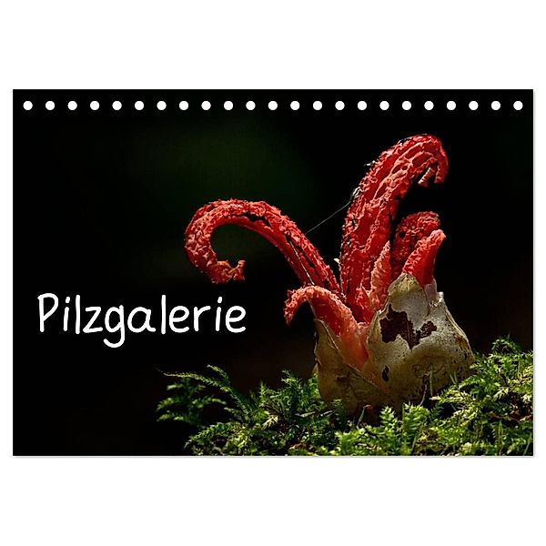 Pilzgalerie (Tischkalender 2024 DIN A5 quer), CALVENDO Monatskalender, Beate Wurster