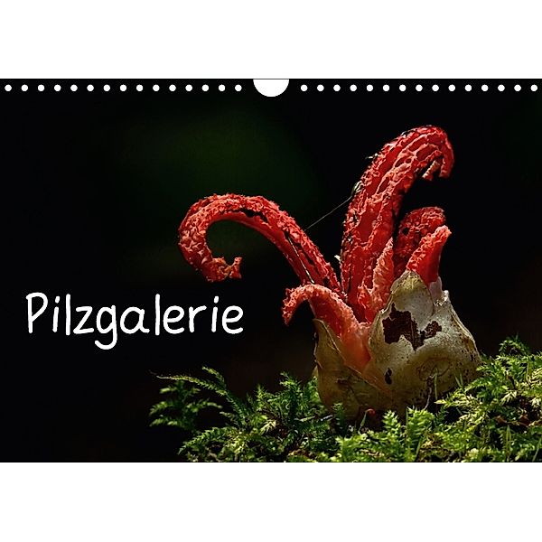 Pilzgalerie (Wandkalender 2018 DIN A4 quer), Beate Wurster