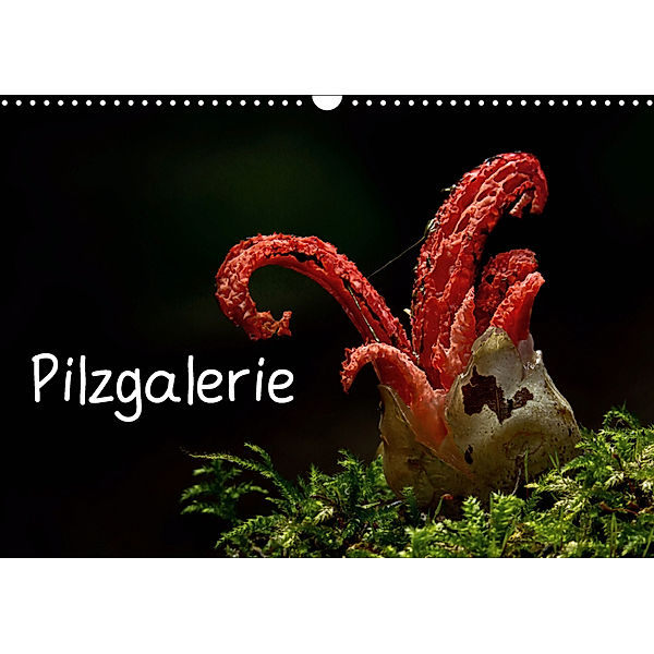 Pilzgalerie (Wandkalender 2019 DIN A3 quer), Beate Wurster