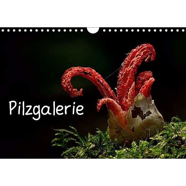 Pilzgalerie (Wandkalender 2021 DIN A4 quer), Beate Wurster