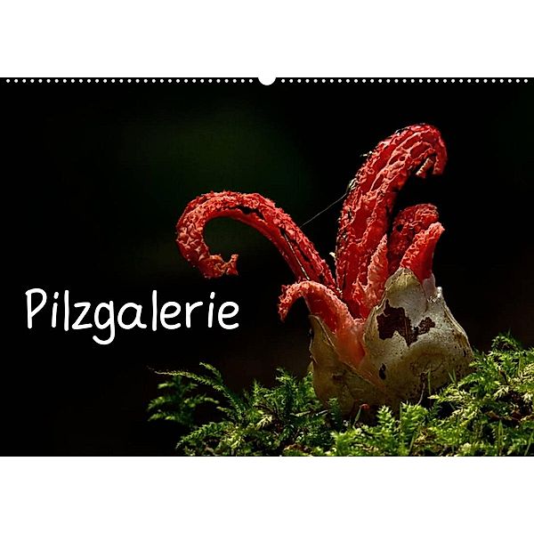 Pilzgalerie (Wandkalender 2023 DIN A2 quer), Beate Wurster
