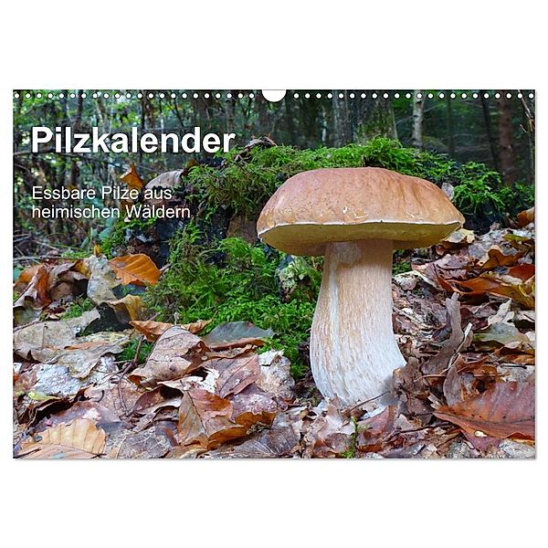 Pilzkalender (Wandkalender 2024 DIN A3 quer), CALVENDO Monatskalender, Rudolf Bindig