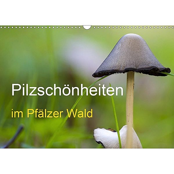 Pilzschönheiten im Pfälzer Wald (Wandkalender 2020 DIN A3 quer), Günter Fietz