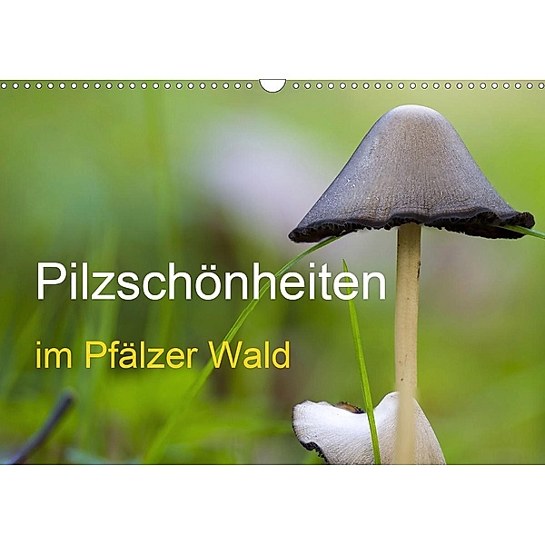 Pilzschönheiten im Pfälzer Wald (Wandkalender 2021 DIN A3 quer), Günter Fietz