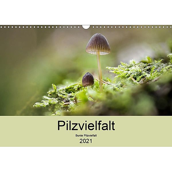 Pilzvielfalt (Wandkalender 2021 DIN A3 quer), Katharina Reim