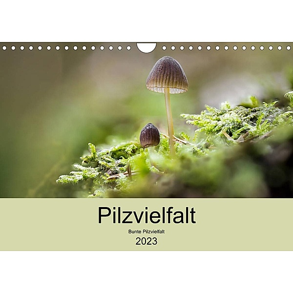 Pilzvielfalt (Wandkalender 2023 DIN A4 quer), Katharina Reim