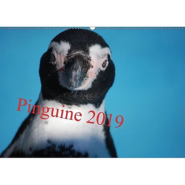 Pinguine 2019 (Wandkalender 2019 DIN A2 quer), Ilka Groos