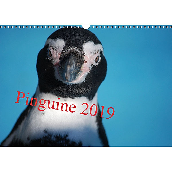 Pinguine 2019 (Wandkalender 2019 DIN A3 quer), Ilka Groos