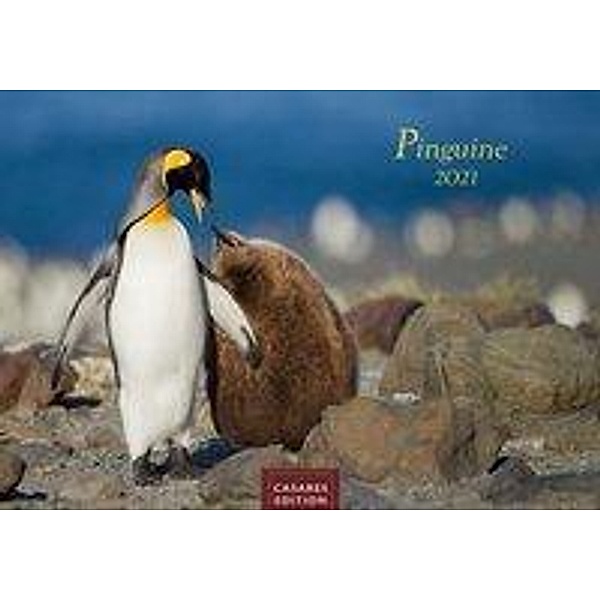 Pinguine 2021 L