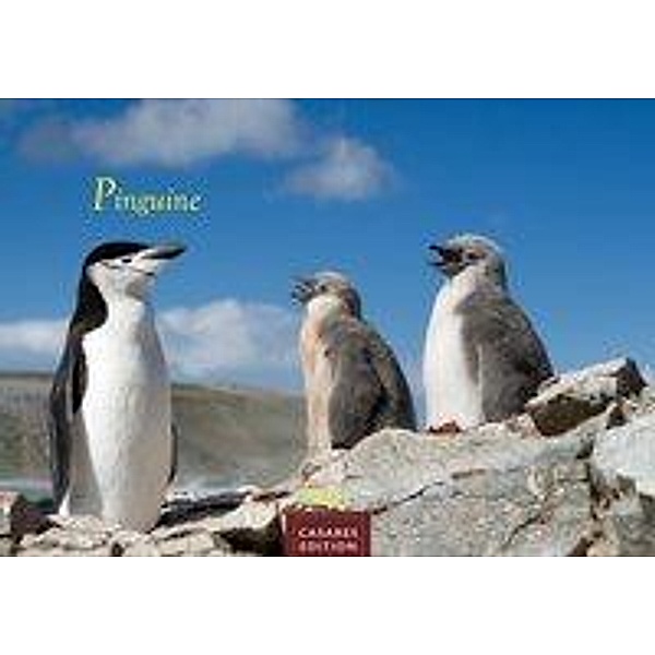 Pinguine 2021 S