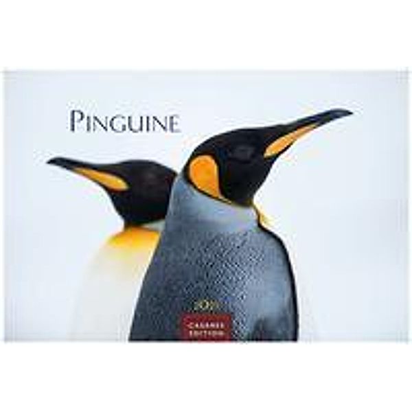 Pinguine 2023 L 35x50cm