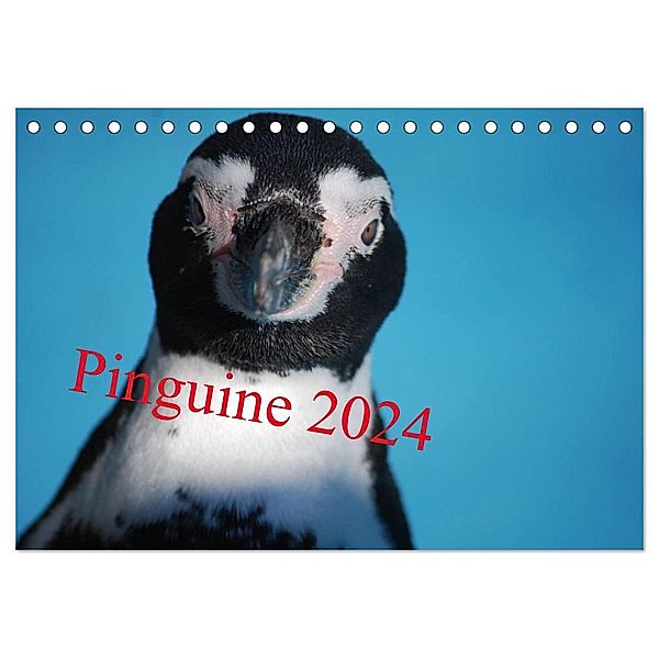 Pinguine 2024 (Tischkalender 2024 DIN A5 quer), CALVENDO Monatskalender, Ilka Groos