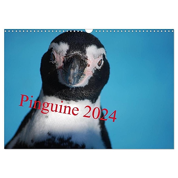 Pinguine 2024 (Wandkalender 2024 DIN A3 quer), CALVENDO Monatskalender, Ilka Groos