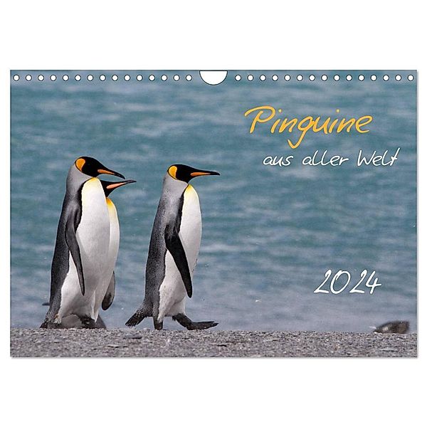 Pinguine aus aller Welt (Wandkalender 2024 DIN A4 quer), CALVENDO Monatskalender, Brigitte Schlögl