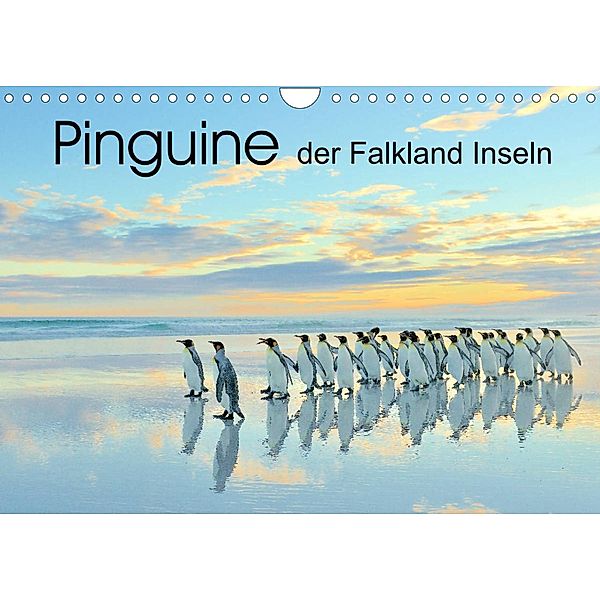 Pinguine der Falkland Inseln (Wandkalender 2023 DIN A4 quer), Elmar Weiß