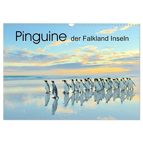 Pinguine der Falkland Inseln (Wandkalender 2024 DIN A3 quer), CALVENDO Monatskalender, Elmar Weiss