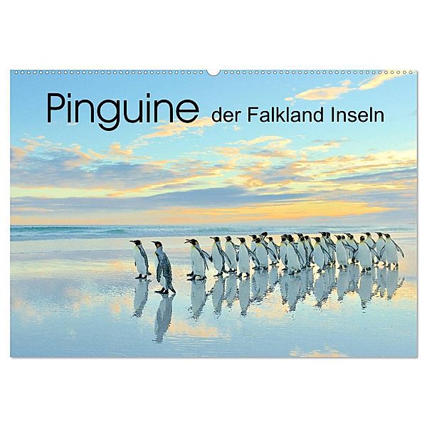 Pinguine der Falkland Inseln (Wandkalender 2024 DIN A2 quer), CALVENDO Monatskalender, Elmar Weiss