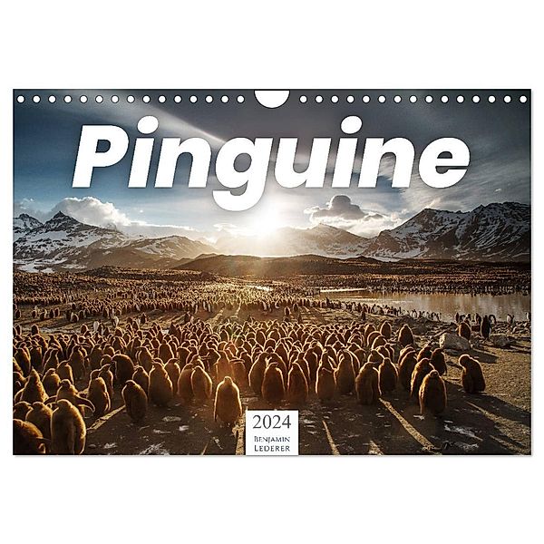 Pinguine - Die sympathischen Frack-Träger (Wandkalender 2024 DIN A4 quer), CALVENDO Monatskalender, Benjamin Lederer