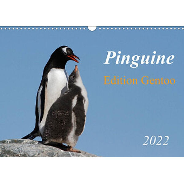 Pinguine - Edition Gentoo (Wandkalender 2022 DIN A3 quer), Brigitte Schlögl