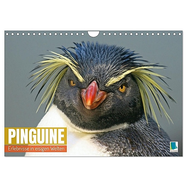 Pinguine: Erlebnisse in eisigen Welten (Wandkalender 2024 DIN A4 quer), CALVENDO Monatskalender, Calvendo