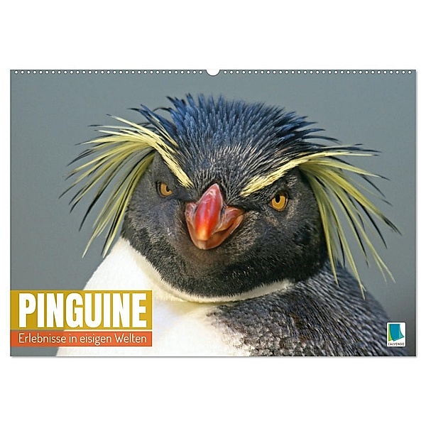 Pinguine: Erlebnisse in eisigen Welten (Wandkalender 2024 DIN A2 quer), CALVENDO Monatskalender, Calvendo