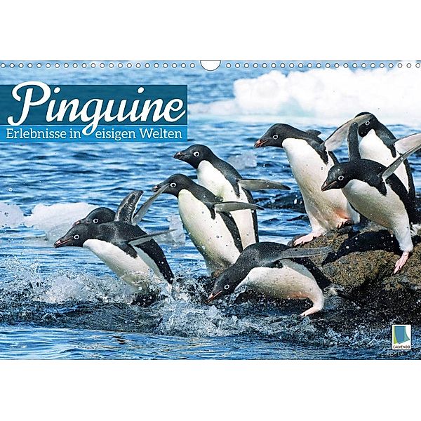Pinguine: Gehupft wie gesprungen - Edition lustige Tiere (Wandkalender 2022 DIN A3 quer), Calvendo