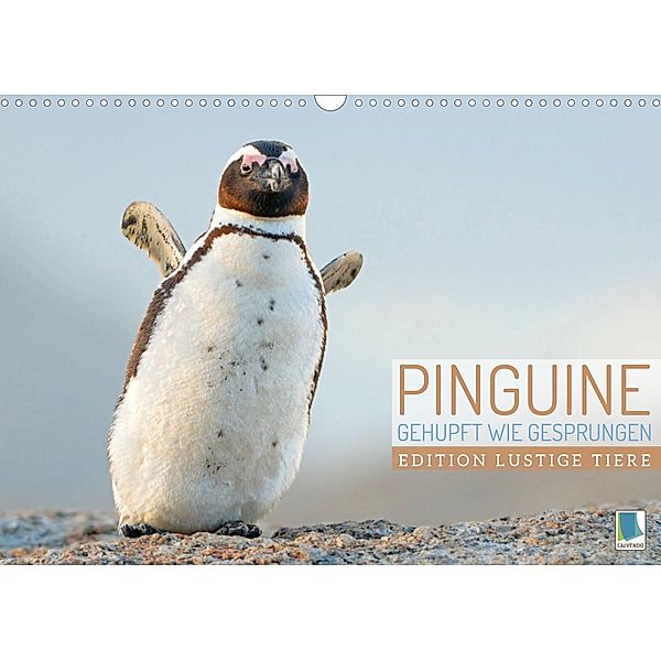 Pinguine: Gehupft wie gesprungen - Edition lustige Tiere (Wandkalender 2022 DIN A3 quer), Calvendo