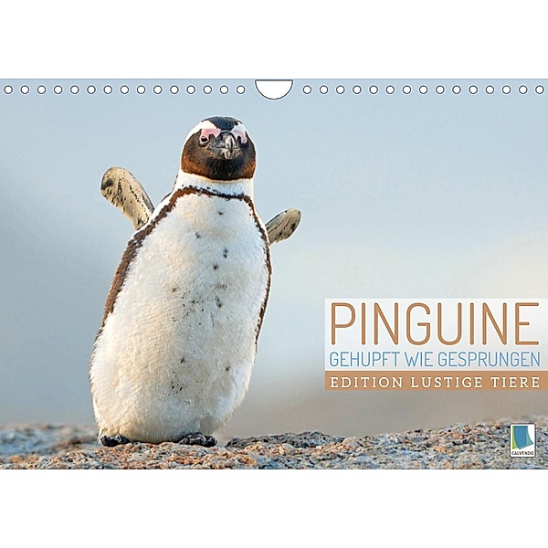 Pinguine: Gehupft wie gesprungen - Edition lustige Tiere (Wandkalender 2022 DIN A4 quer), Calvendo