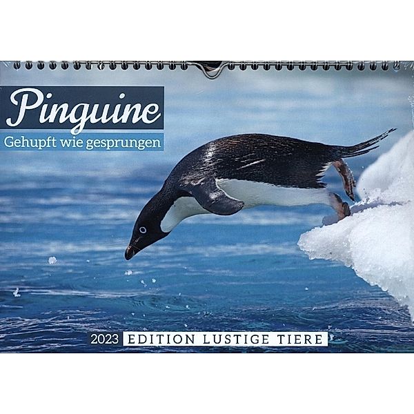 Pinguine: Gehupft wie gesprungen - Edition lustige Tiere (Wandkalender 2023 DIN A4 quer), Calvendo