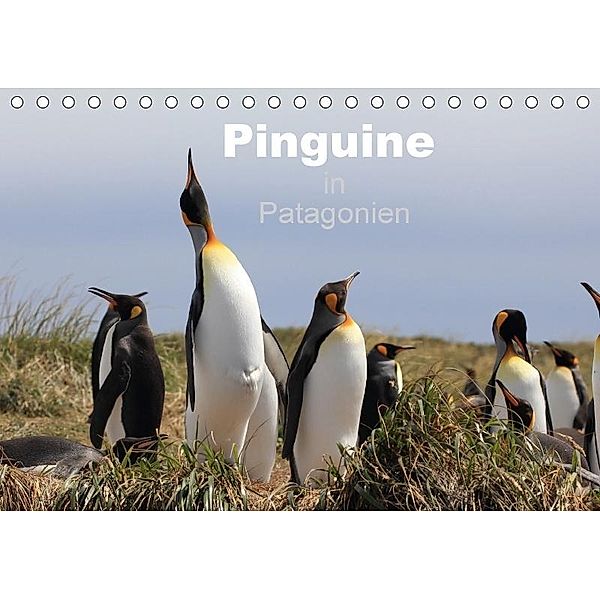 Pinguine in Patagonien (Tischkalender 2017 DIN A5 quer), Ute Köhler