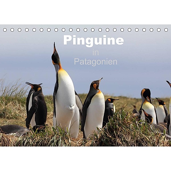Pinguine in Patagonien (Tischkalender 2022 DIN A5 quer), Ute Köhler, Clemens Göb